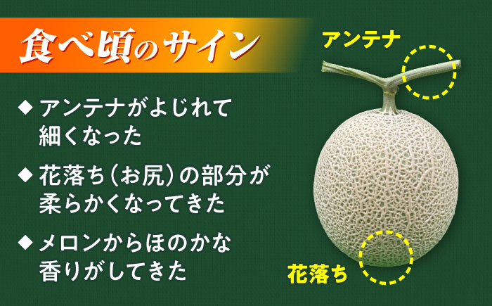 【先行予約】山鹿の恵み!匠の育てたアールスメロン（マスクメロン） 約1.8kg以上×1玉【きもと農園】 [ZFQ003]