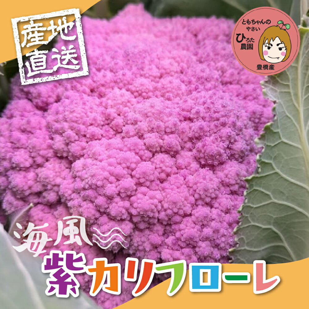 【ふるさと納税】紫カリフローレ【選べる本数】2本 4本 8本 豊橋 国産 ミネラルたっぷり 海風そだち 潮風 家族で 大容量 豊橋 ともちゃんのやさい 直売所で大人気！ 愛知県 豊橋市 安心野菜 カリフラワー カリフローレ 花野菜