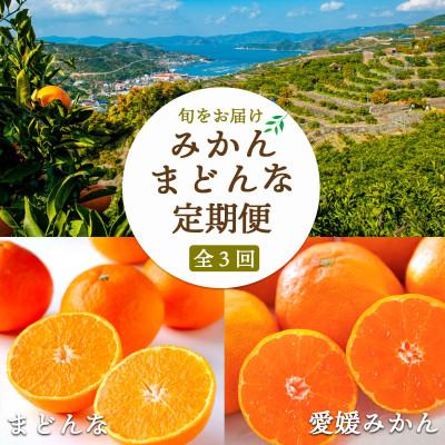 ふるさと納税 八幡浜市 【2週間毎定期便】小玉みかん&amp;まどんな堪能 【H25-291】全3回
