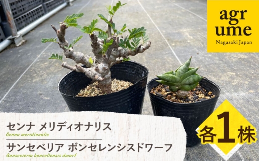 センナ メリディオナリス & サンセベリア ボンセレンシスドワーフ 各1株 Senna meridionalis & sansevieria boncellensis dwarf 長与町/アグリューム [EAI240]