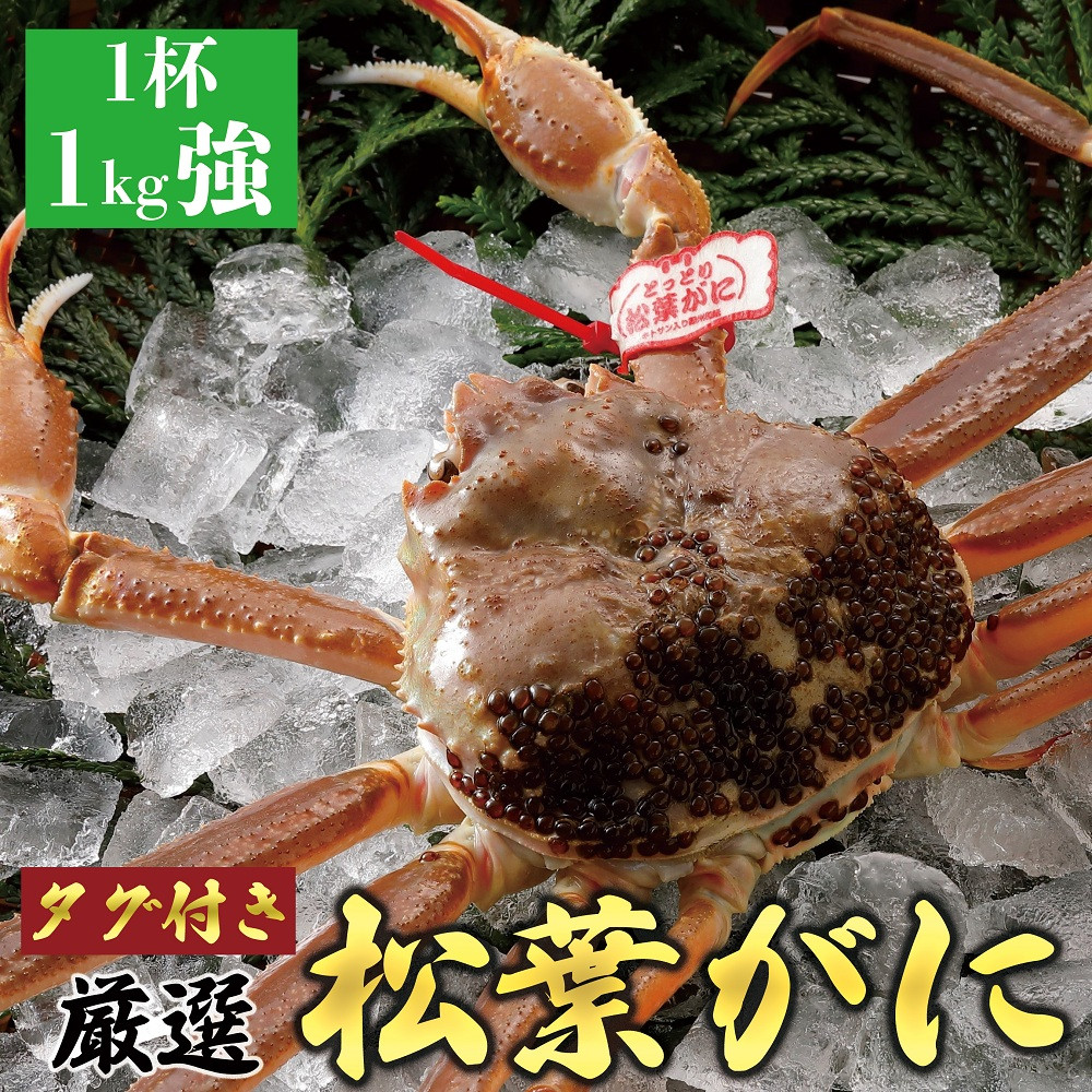 756.【活】＜2026年11月5日～30日発送＞ 特撰 松葉がに（なま）【ブランドタグ付き】1kg超の大きいサイズ 食べ応えあり 特大1杯