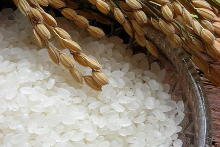 【令和7年産 新米先行受付】さがびより 無洗米 5kg×2【2ヶ月定期便】【さがびより 無洗米 10kg お米 おいしい ランキング 人気 国産 佐賀県産 ブランド 地元農家】(H061592)