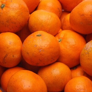家庭用 蔵出しみかん5kg+250g(傷み補償分)【光センサー選果】【訳あり・わけあり】【配送不可地域：離島・北海道・沖縄県】【1313722】