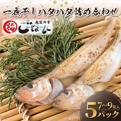 ふるさと納税 越前町 【のし付】【越前海岸・美味直送シリーズ】一夜干しハタハタ詰合わせ(7〜9尾入り5パック)