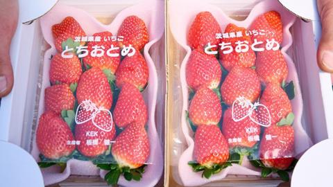 【 2024年1月上旬発送開始 】 完熟 とちおとめ 約280g×2P 国産 いちご イチゴ 苺 [BC025sa]