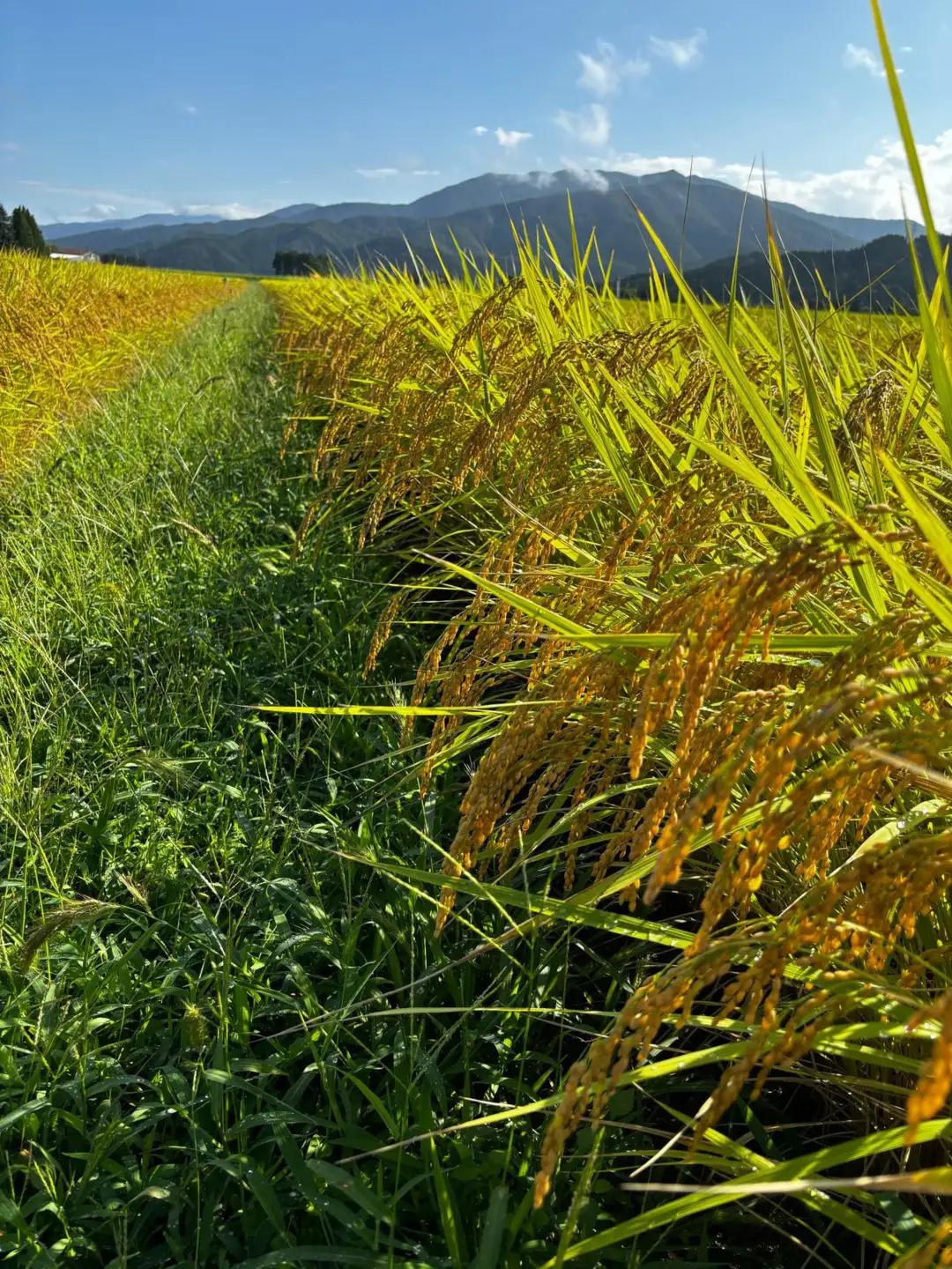【先行予約】令和8年産 新米 新之助 5kg 旧村松町産 | 新潟県 五泉市 新之助