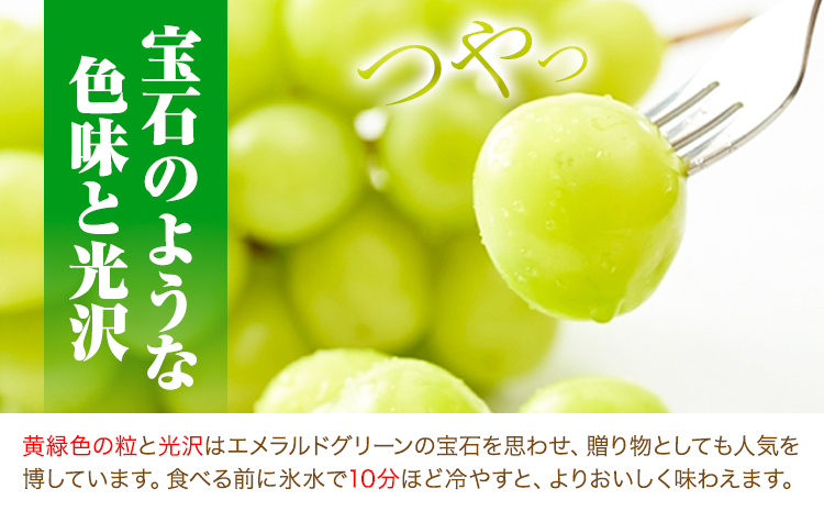 岡山県産 シャインマスカット (家庭用) 2～3房(約1.2kg)《9月中旬-11月中旬頃出荷(土日祝除く)》テレビせとうち株式会社 冷蔵 果物 ブドウ 送料無料 岡山県 浅口市 シャインマスカット-