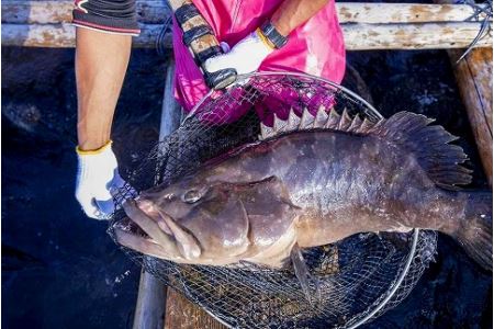 （3パック）紀州梅くえ鍋用パック【iws101】