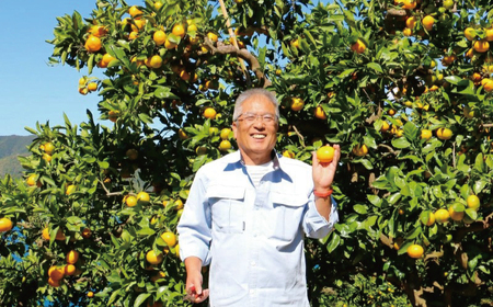 【愛南産ポンカン】冬の柑橘ポンカン 3kg