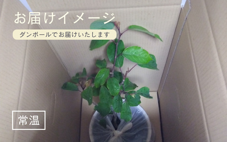 【先行予約】シラキ苗木（鉢物）【しらき シラキ お花 花 はな フラワー 花 苗 植物 家庭菜園 花壇 プランター ガーデニング観葉植物 園芸 鉢物 】【2025年4月上旬以降順次発送予定】【2025