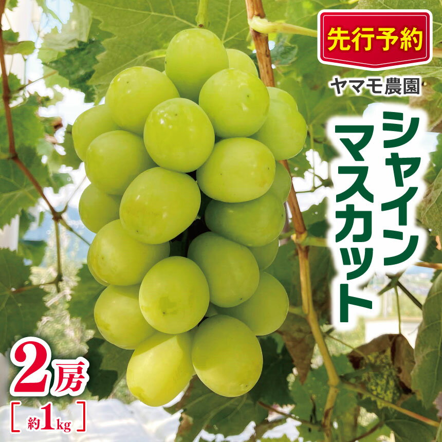 【ふるさと納税】* シャインマスカット 2房 約1kg 【2025年先行予約】 | ヤマモ農園 果物 ぶどう 葡萄 シャインマスカット フルーツ デザート 食後 おやつ 低農薬 果汁 皮ごと 日本産 国産 産地直送 長野県松川村 信州