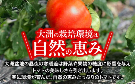 【先行予約】【4月中旬から順次発送】トマト 桃太郎ネクスト 24〜28個入り（約3.5kg〜4kg） 愛媛県大洲市/にのみや農園 トマト とまと tomato 野菜 旬野菜 春夏野菜[AGDG007]