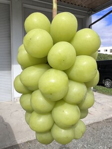 【2026年先行予約】シャインマスカット 1kg(2~3房)｜ シャインマスカット