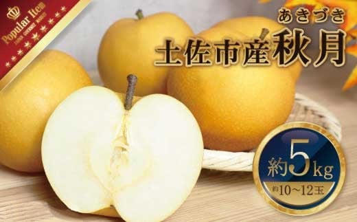 【先行予約】高知県土佐市産 梨（秋月）約5kg 10～12玉 〈2026