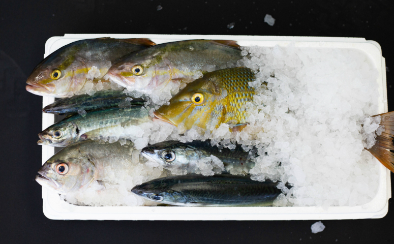 【漁港直送】朝穫れ鮮魚 詰め合わせ 2kg