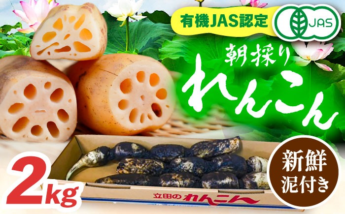 ＼毎年10月より順次発送／有機JAS認証 土付きレンコン 2kg れんこん 有機栽培 産地直送 野菜 愛西市 / 株式会社山三レンコン [AEBK003]