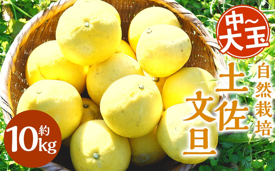 
                  【中～大玉】自然栽培 土佐文旦 約10kg くだもの 果物 フルーツ 柑橘 岡垣町 【2026年3月上旬～4月下旬順次発送予定】
                