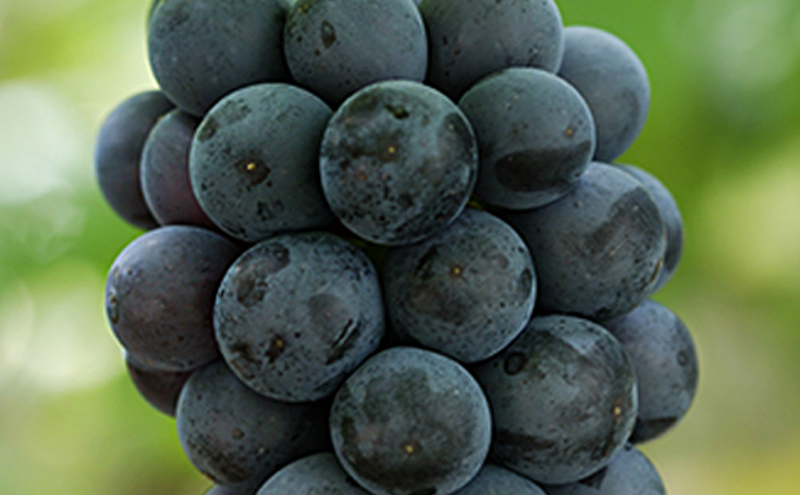 ぶどう 2025年 先行予約 ニューピオーネ4房(1房480g以上) ブドウ 葡萄 岡山県産 国産 フルーツ 果物 ギフト 