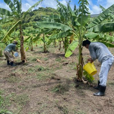 ふるさと納税 豊見城市 沖縄県豊見城市産　琉球黄金バナナ約3kg |  | 03