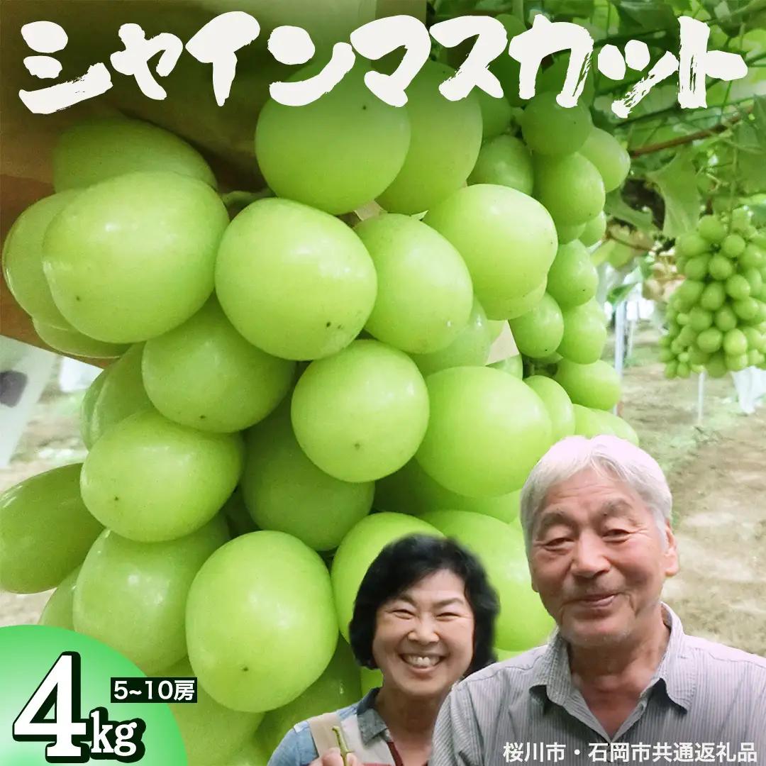 シャインマスカット 約4kg (桜川市・石岡市共通返礼品） 2026年9月上旬発送開始 開田ぶどう園 産地直送 フルーツ 甘い 直送 茨城 限定 ギフト ぶどう シャインマスカット 果物 [DO006sa]