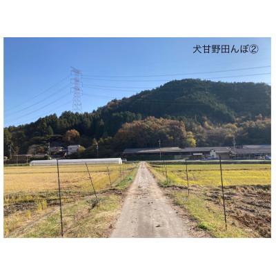 ふるさと納税 亀岡市 いぬかんの　キヌヒカリ　3kg |  | 02