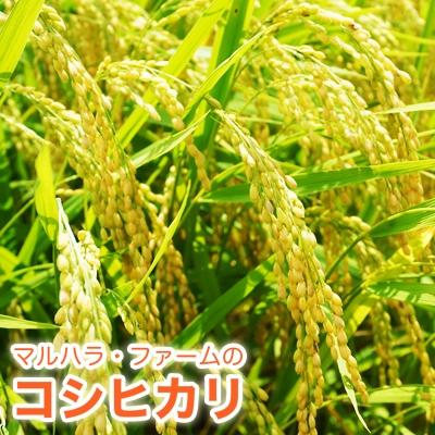 ふるさと納税 愛南町 【先行予約】新米 令和8年産 コシヒカリ 10kg 愛南町 マルハラファーム |  | 01