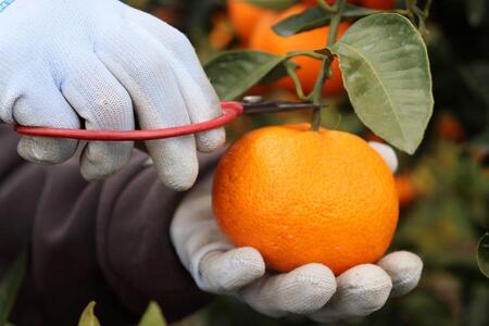 きれいな温州みかん 寄贈用にお勧め 10kg (Mサイズ指定)