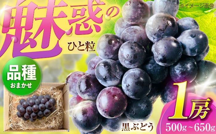 
            おまかせ黒ぶどう　1房（500〜650g） 【五反田農園】 [OBW003]
          
