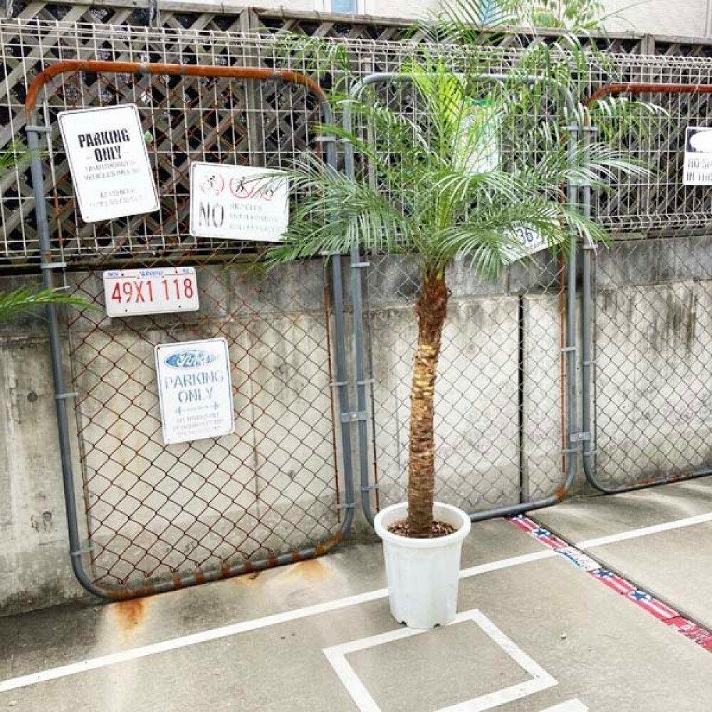 【ふるさと納税】【190～210cm】ヤシの木1本 フェニックス・ロべレニー ロべヤシ | ヤシ ヤシの木 ロベヤシ 植物 プラント 人気 おすすめ 送料無料