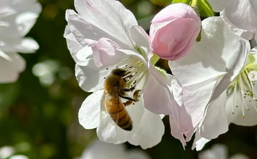「生ハチミツ 薫るはちみつ 春うらら 90g瓶」（小サイズ）