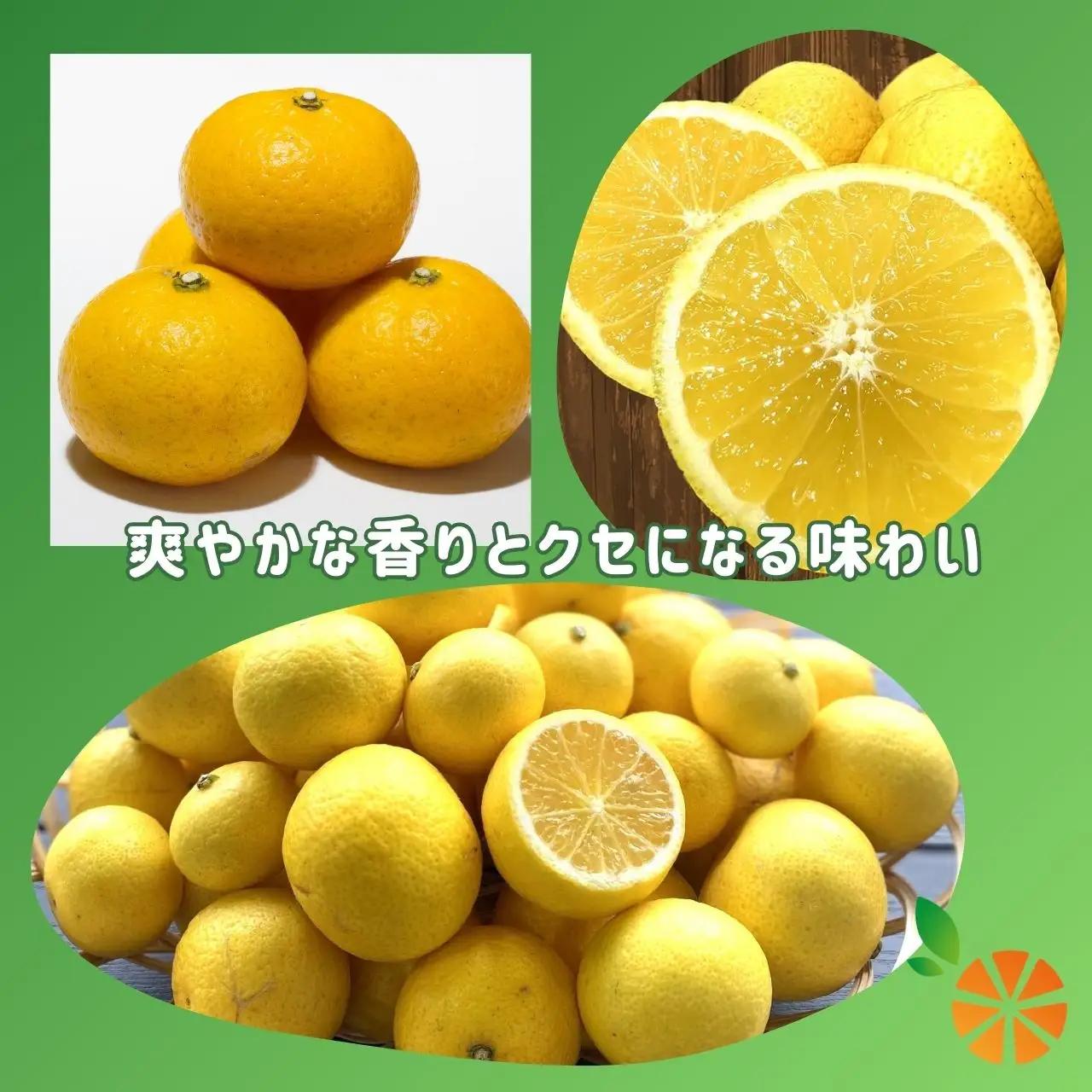 【訳あり】黄金柑 ゴールデンオレンジ 5kg 西浦 オレンジ 木負観光みかん園
