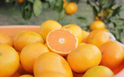 長崎県産 温州みかん 約10kg (個数・サイズ おまかせ) 川口農園