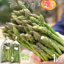 【ふるさと納税】数量限定 アスパラガス 夏芽 M~Lサイズ 1kg（500g×2）予約受付 2024年6月～8月頃に順次発送 野菜 農家直送 福岡 九州 グルメ お取り寄せ