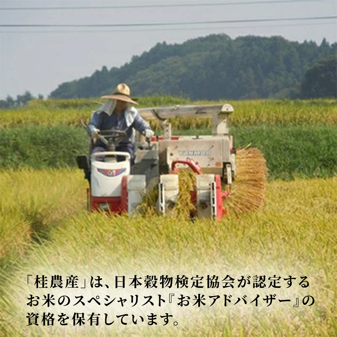 【令和8年産 先行予約】にじのきらめき 精米 10kg × 3回 定期便 3ヵ月 2026年10月発送開始 (AX052)