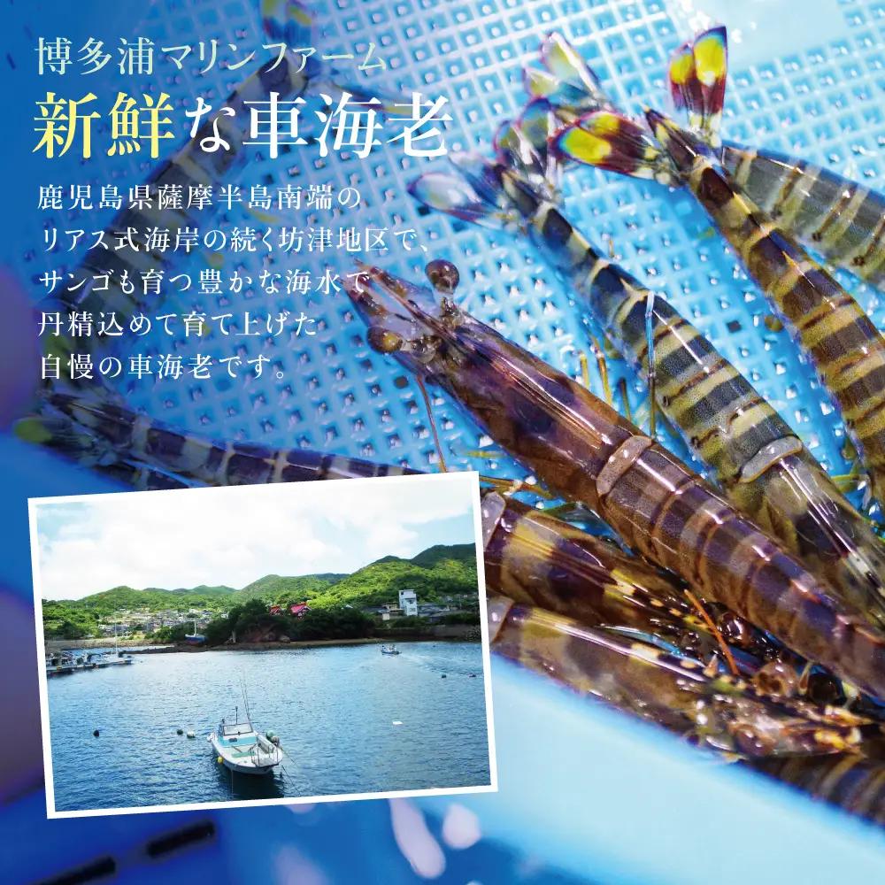 【鹿児島県産】冷凍 車海老 600g （加熱用） 車エビ 車えび くるまえび 海老 冷凍 南さつま市