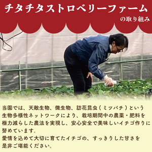 訳あり いちご よつぼし 1.7kg 【 いちご 】
