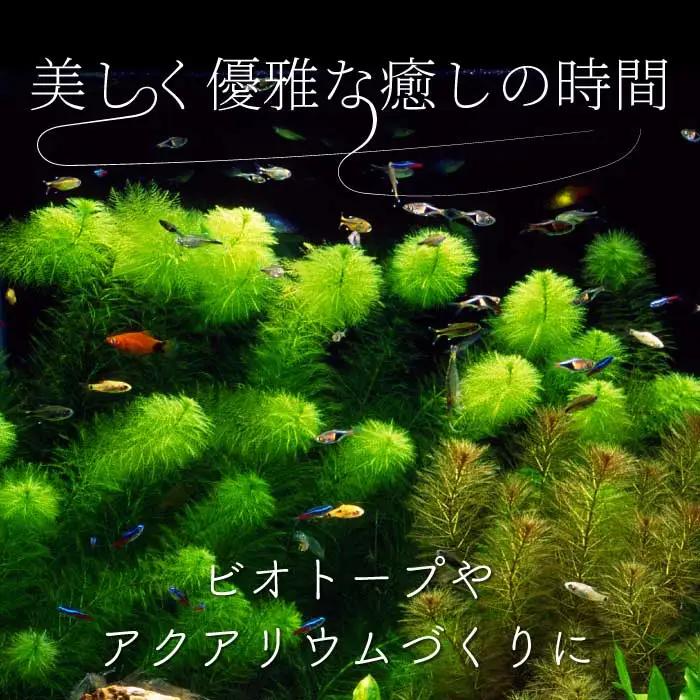 ゴジラ 4匹 めだか メダカ 飼育 生体 観賞魚 魚 ペット おまかせ ミックス おすすめ 水槽 インテリア 生物 鑑賞 熱帯魚 アクアリウム 熱帯 淡水魚 243015