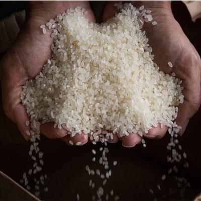 ふるさと納税 南魚沼市 【R7年産】 5kg 厳選こだわり南魚沼産コシヒカリ「こまがた農園のお米」 |  | 03