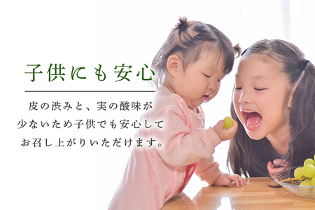 数量限定 期間限定 シャインマスカット 約2kg（2房～3房） ブドウ ぶどう 皮ごと食べられる ジューシー 果物 フルーツ くだもの ますかっと 白ぶどう 9月下旬～10月下旬順次発送予定 54-A