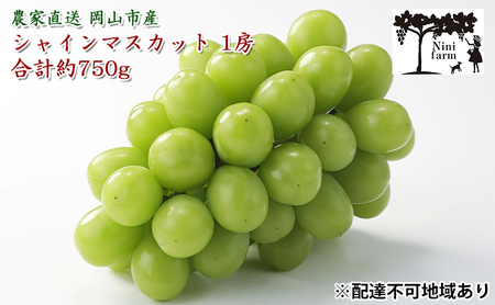 ぶどう 2025年 先行予約  【平均糖度20度】農家こだわりの シャイン マスカット 1房 約750g 贈答クラス ブドウ 葡萄 岡山県産 国産 フルーツ 果物 ギフト 【 Nini farm 農家 直送 】 岡山のぶどう デザート