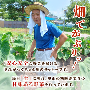 オクラ 800g 令和7年産 おくら 朝採りオクラ 新鮮オクラ 採りたてオクラ オクラ オクラ tsuguchan001