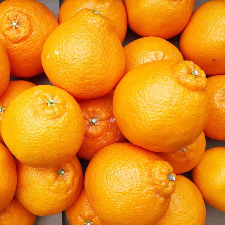 不知火（しらぬい） オレンジ みかん 家庭用 2kg ｜ 訳あり 和歌山みかん オレンジ フルーツ 果物 ※北海道・沖縄・離島への配送不可 ※2026年2月下旬～3月下旬頃に順次発送予定