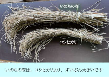 1118　三重県産いのちの壱「斎王米」10kg　コメ お米 10キロ 白米 ご飯 伊勢市産 伊勢志摩 精米発送 粘りが強い 甘味 旨味 お弁当 おにぎり 冷めてもおいしい 米粒が大きい 下村農園