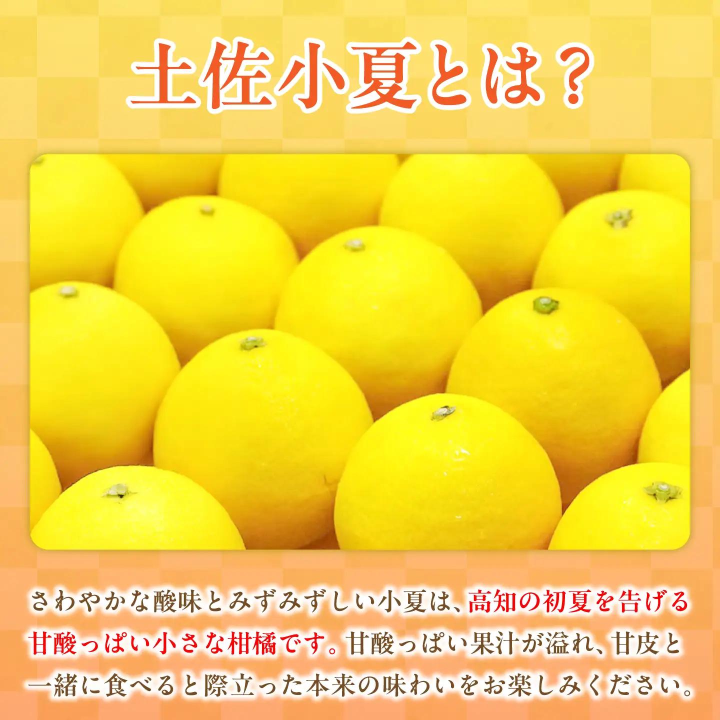 【先行予約】【訳あり】 土佐小夏 ご家庭用 約3.5kg〈2027年5月下旬-2027年6月下旬頃発送〉 高知県土佐市 【株式会社SHIRAKI】 [BQAI033]