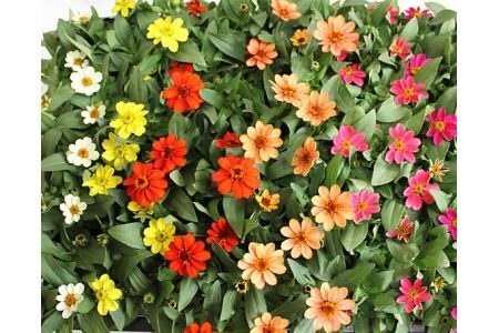 ジニア プロフュージョン花苗セット No.022