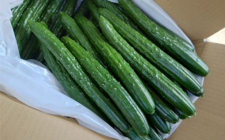 きゅうりきゅうり 約5kg 約40本 きゅうりきゅうりきゅうりきゅうり