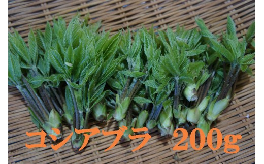阿賀町産　山菜　コシアブラ　200ｇ