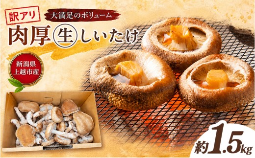 
                  不揃い 訳あり 肉厚 新潟県上越市産 生しいたけ シイタケ 椎茸 約500g ×3箱（計約1.5kg） 秋山農場グリーンプロジェクト
                