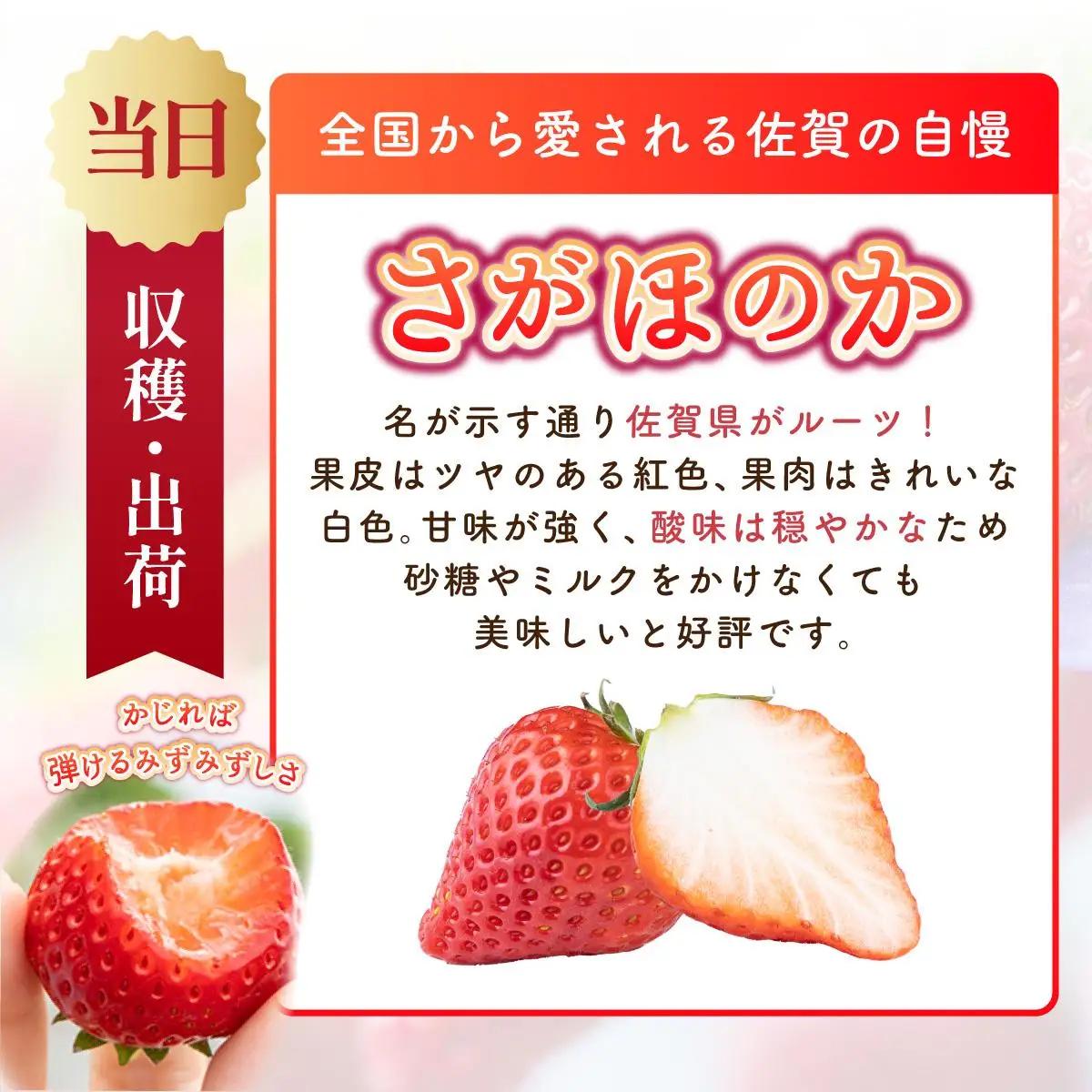 【先行予約】最高級品質”さがほのか” たっぷり1.9kg（235g×8p）