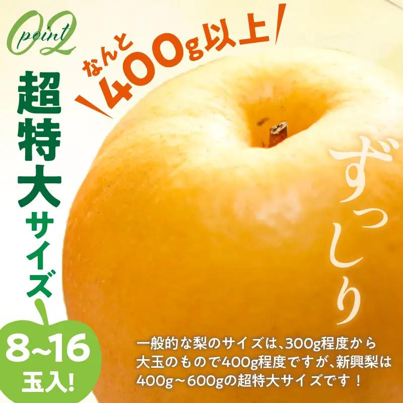 【先行予約／数量限定50】梨 新興梨 秀品 5kg（8～16玉入り）｜2026年10月下旬から順次発送